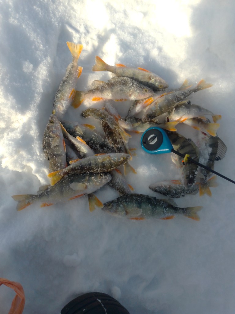 IMG_20250304_125559.jpg
