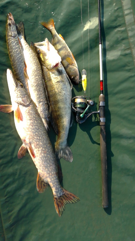 IMG-20250603-WA0002.jpeg