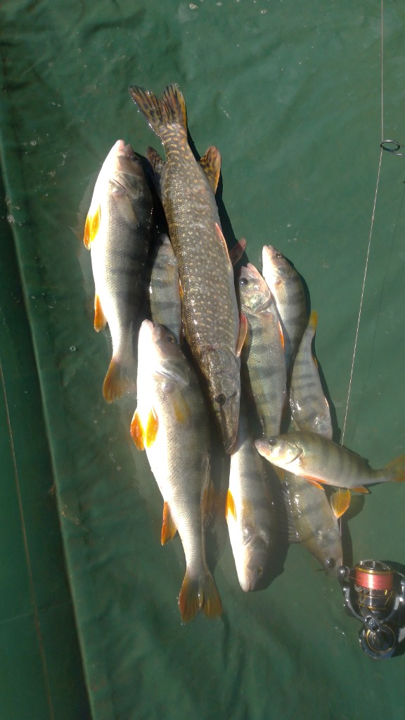 IMG-20250915-WA0004.jpeg