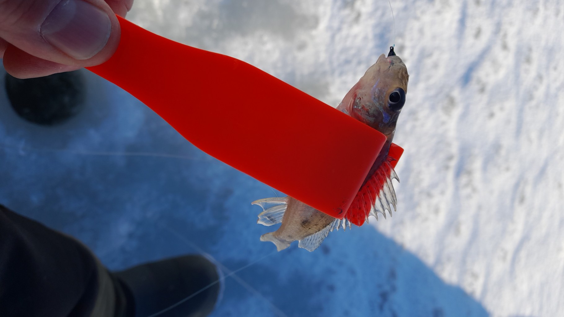 IMG-20251117-WA0017.jpeg