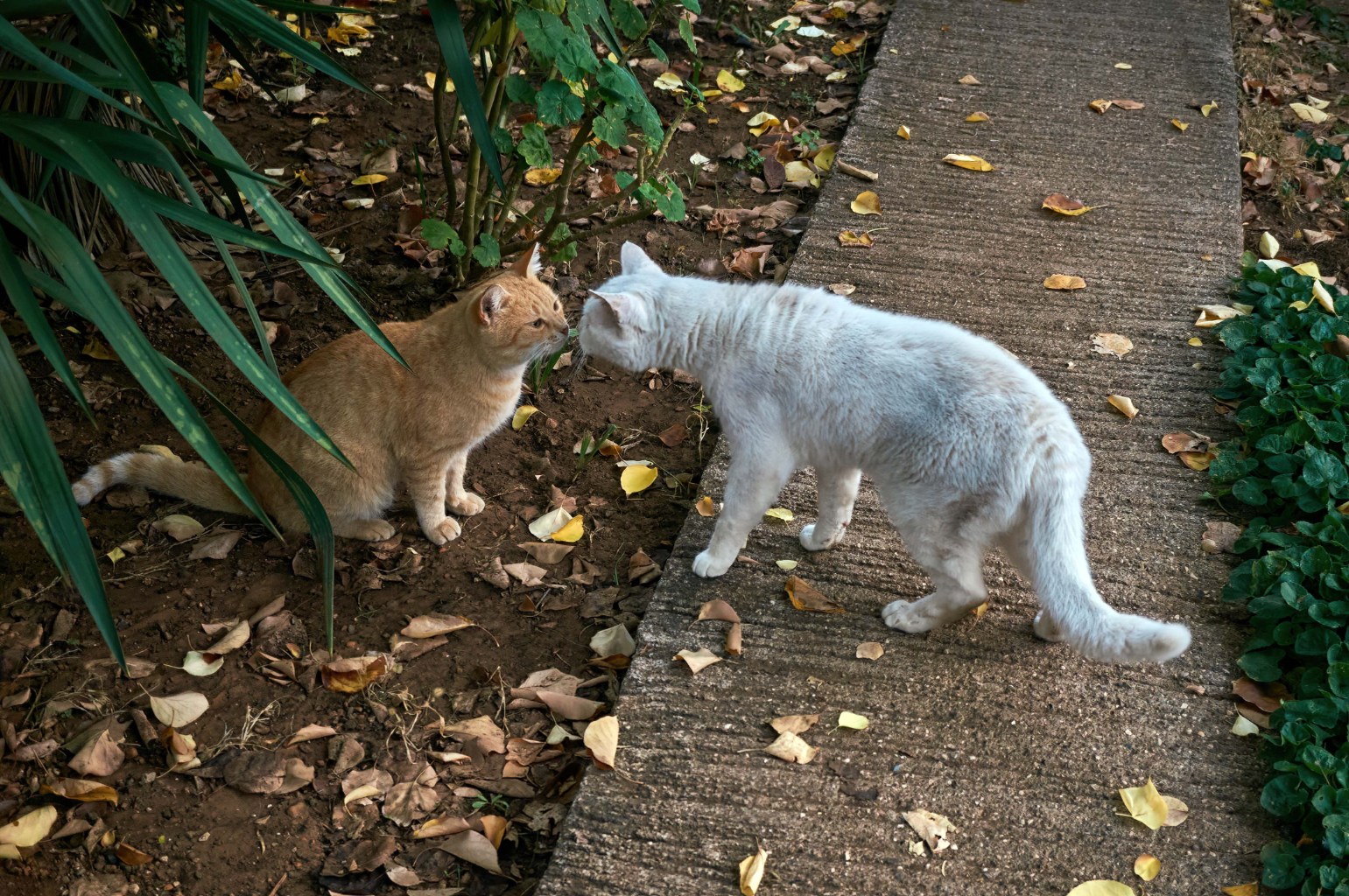 DSC09442.jpg