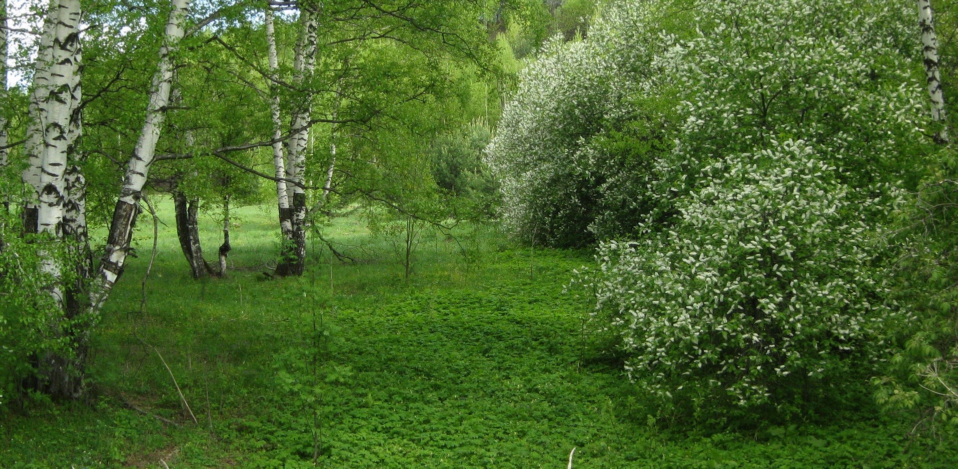 ЧЕРЁМУХОВОЕ ЛЕТО -15.05. 2026.jpg