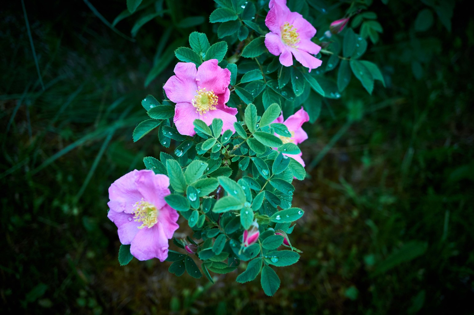 DSC00241.jpg