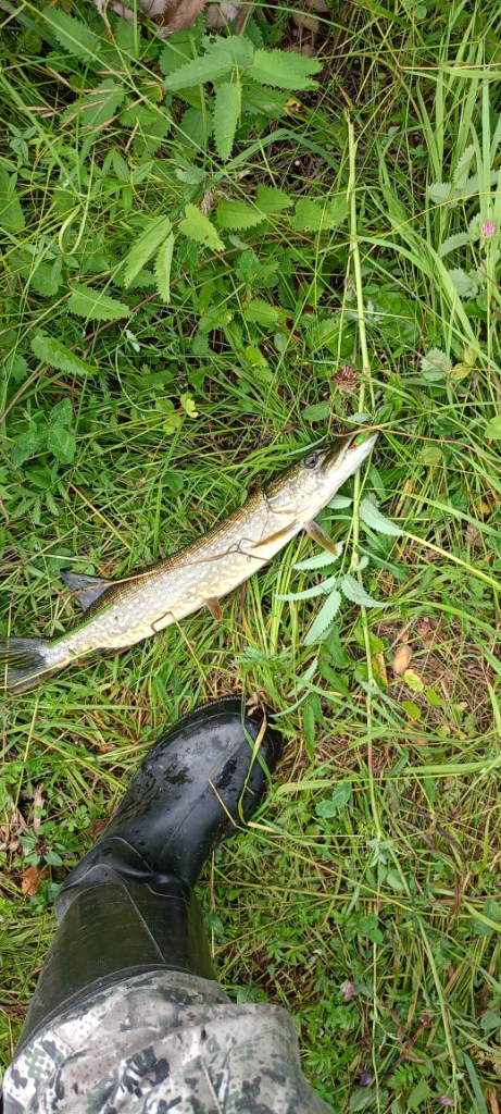 IMG20260719094940.jpg