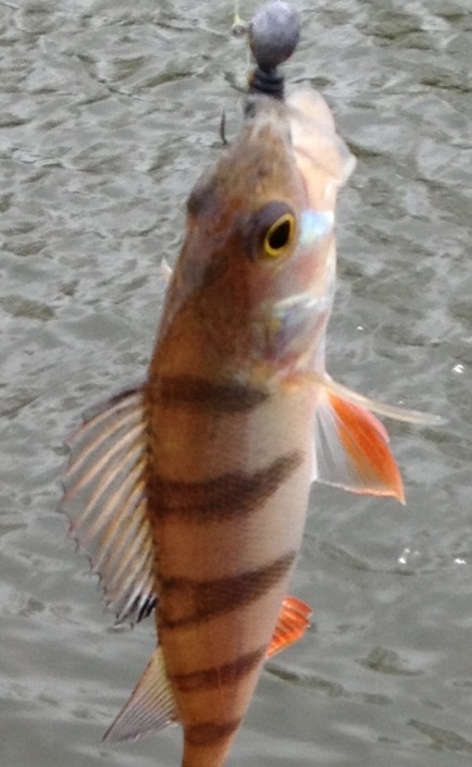 image.jpg