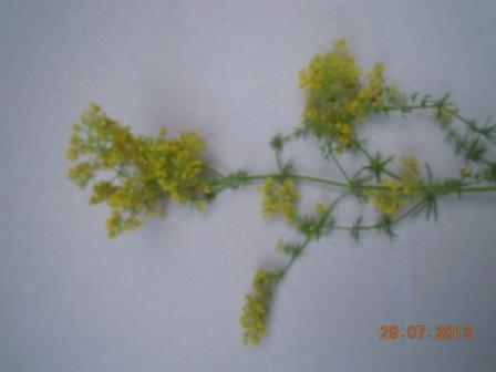 DSCN2183.JPG
