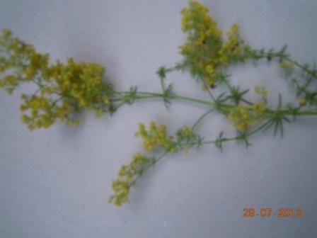 DSCN2182.JPG