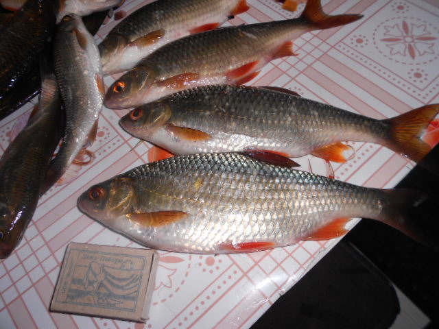 DSCN2079.jpg