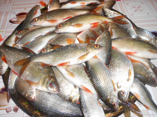 DSCN2075.jpg