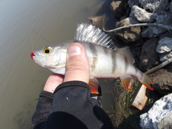 DSCF1154.JPG