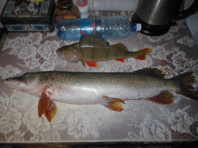 DSCN0815.JPG