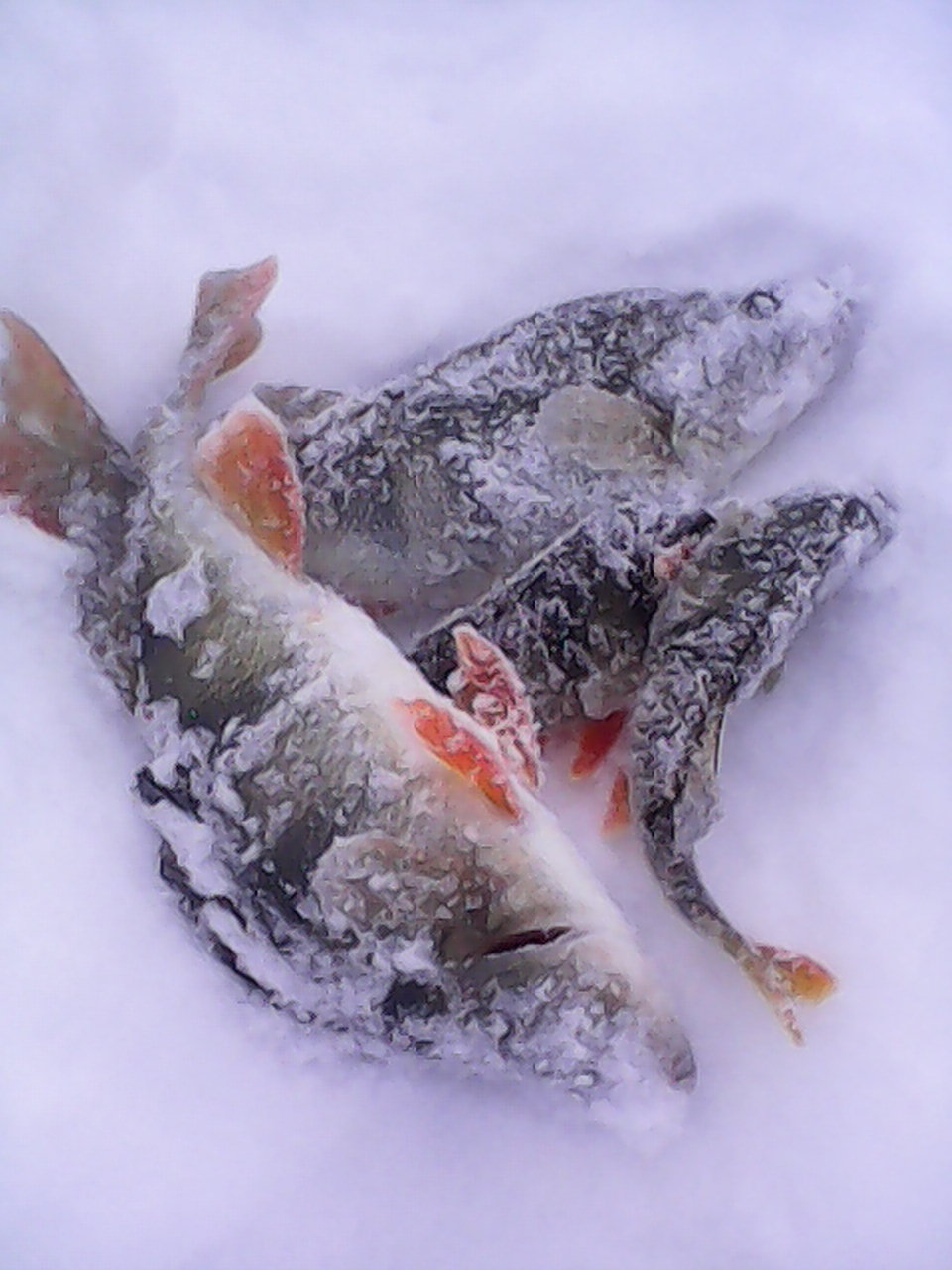 DSC_0000049.jpg