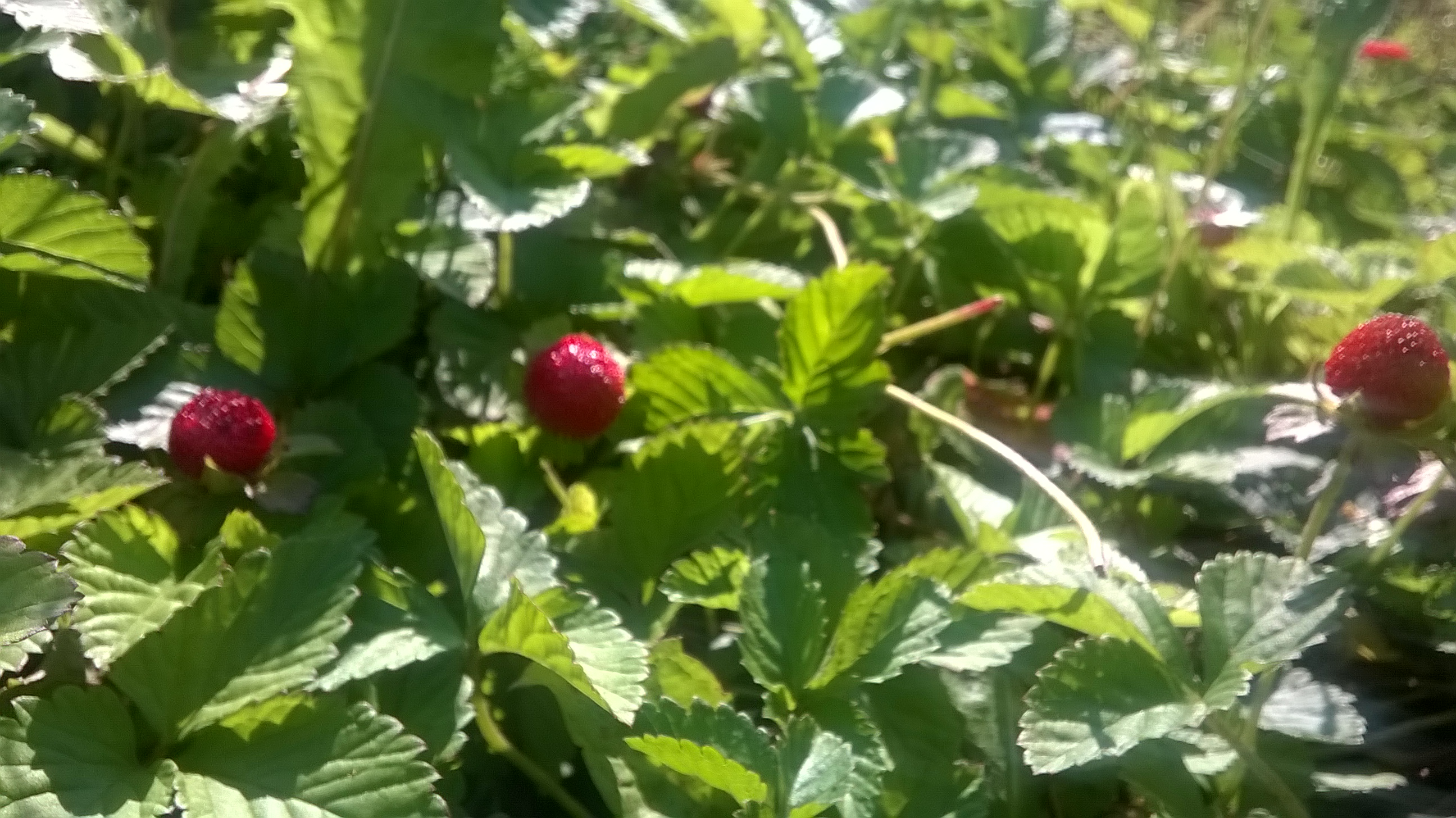 WP_20160820_11_18_39_Pro.jpg