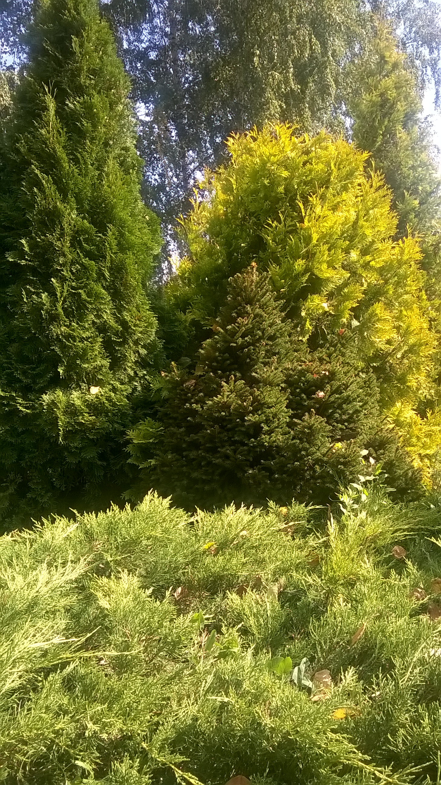 WP_20160820_11_25_58_Pro.jpg