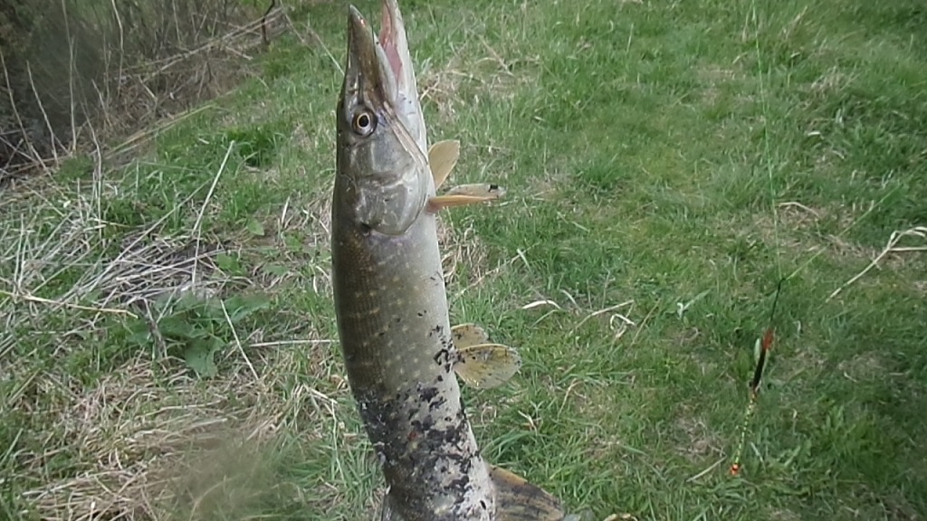 SAM_0521.JPG