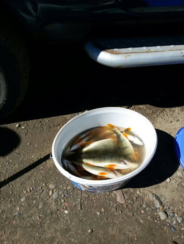 IMG-20170603-WA0002.jpg