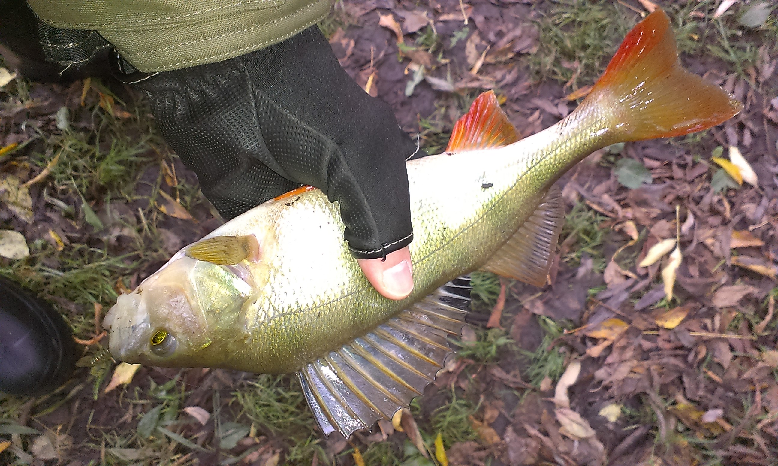 IMAG0494.jpg