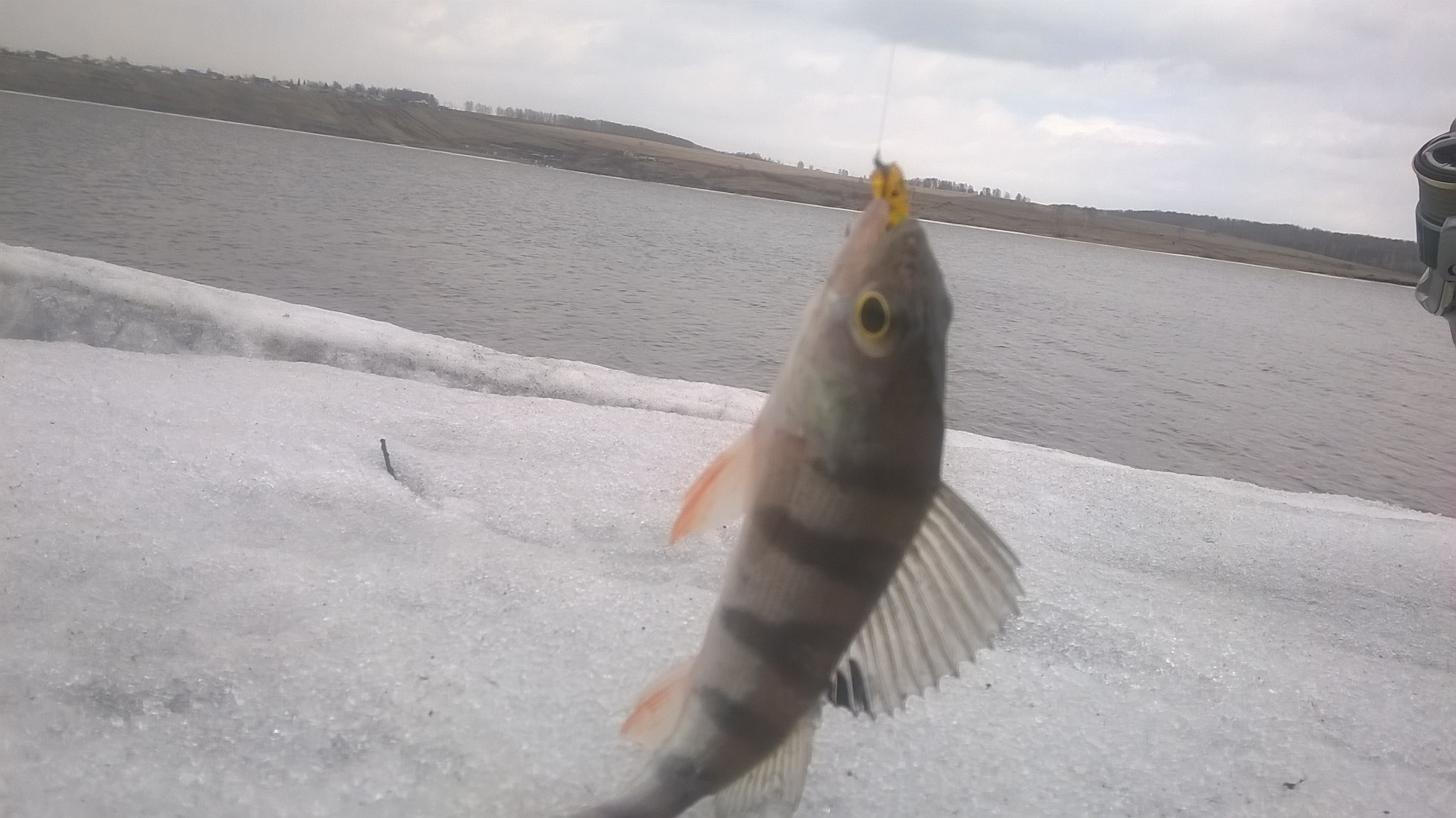 WP_20180409_14_18_51_Pro.jpg