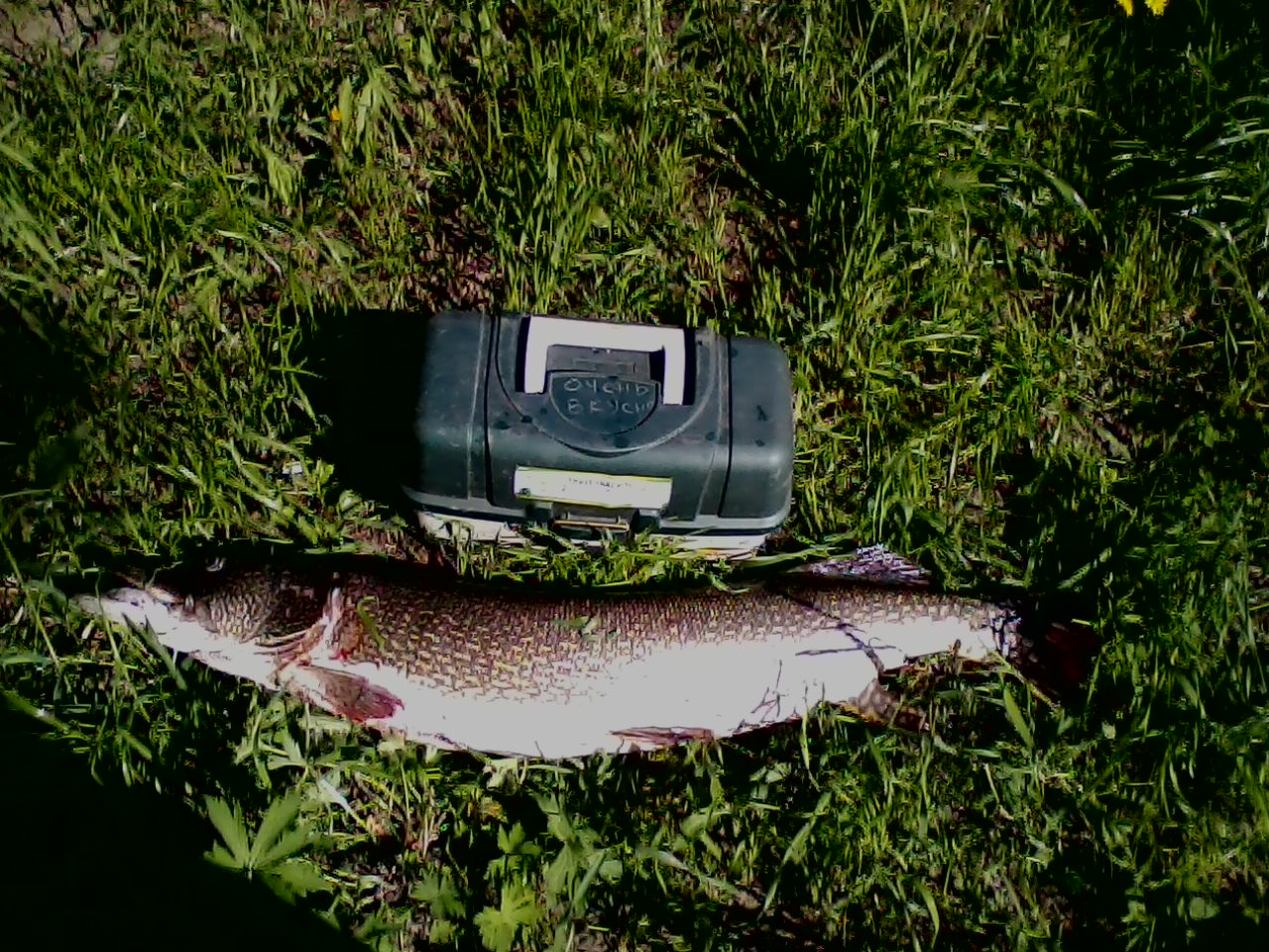 IMG0053A.jpg