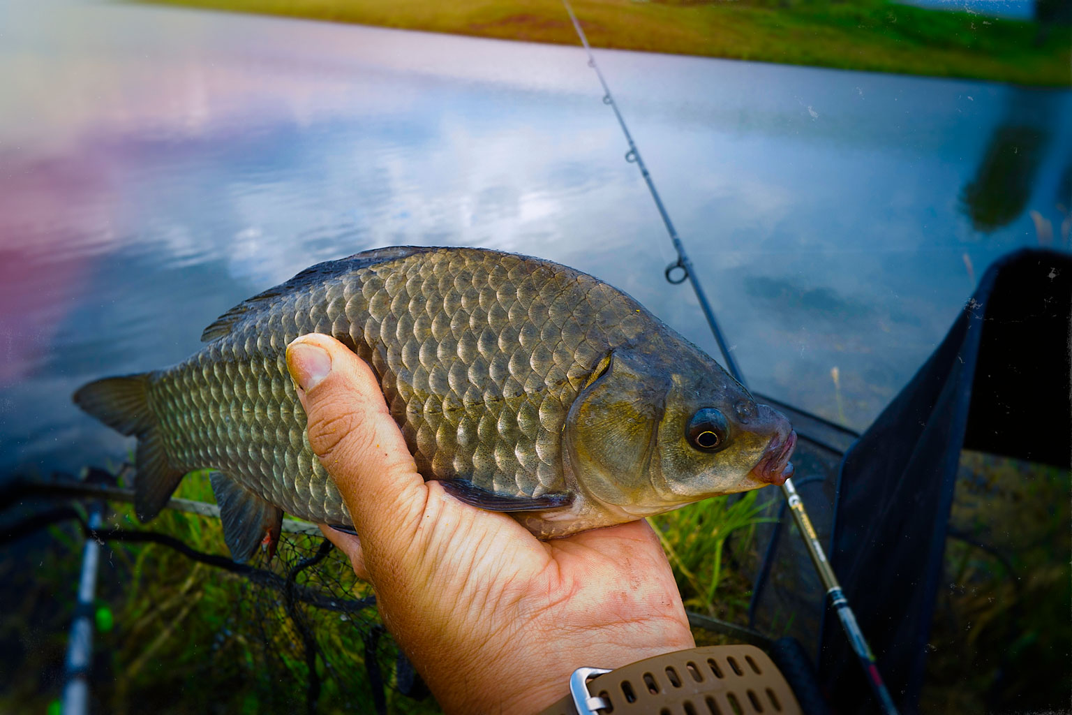 feeder_competition_Alei10.jpg