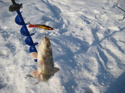 хищник.jpg