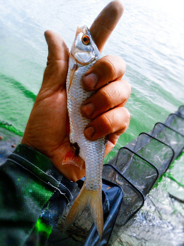 feeder_competition77.jpg