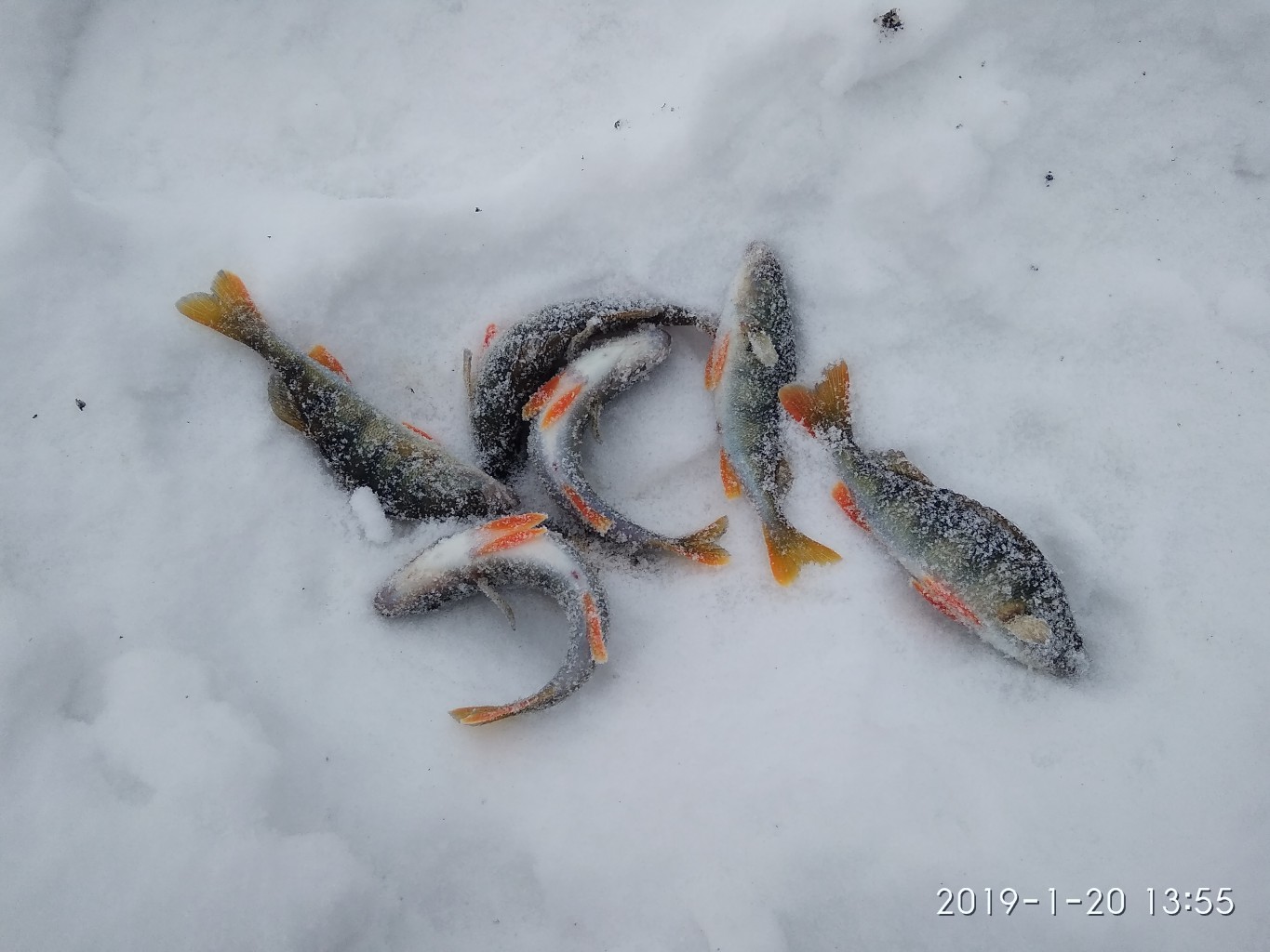 IMG_20190120_135600.jpg