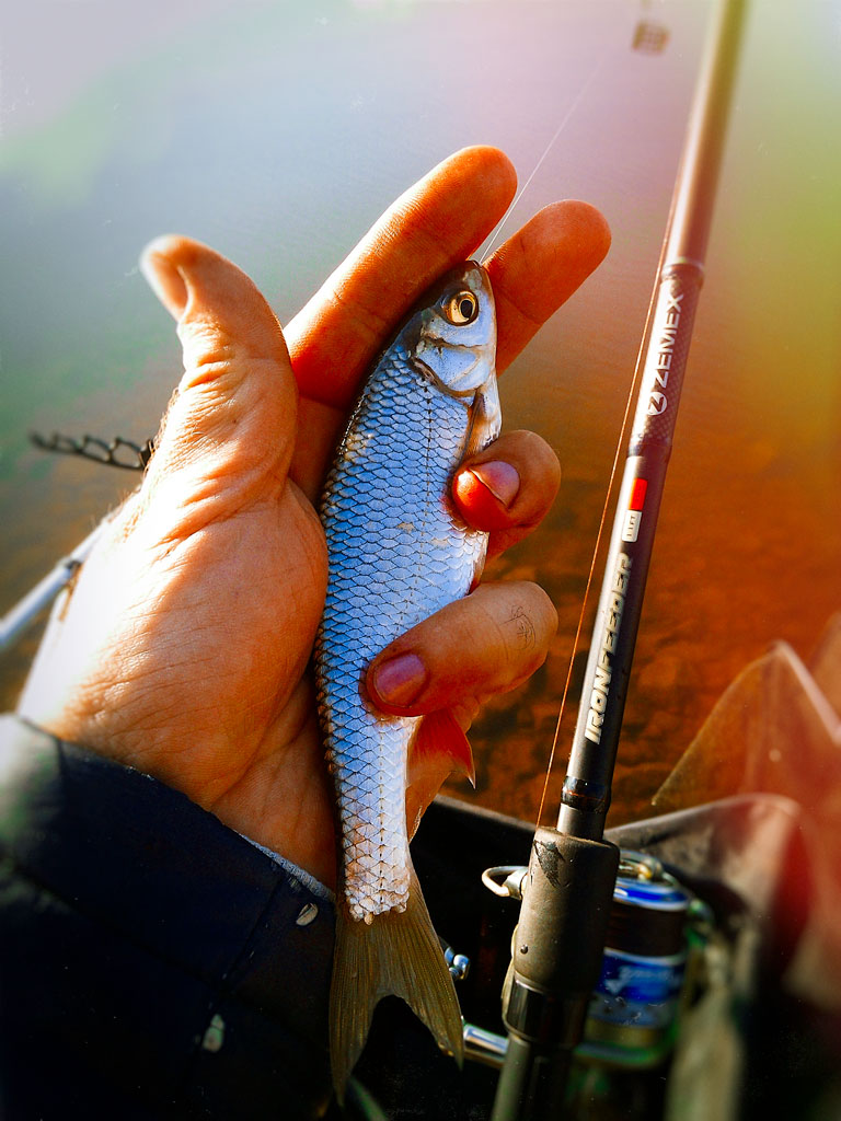 feeder_fishing15.jpg