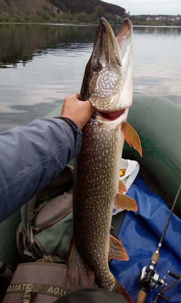 IMG-20190809-WA0002.jpeg