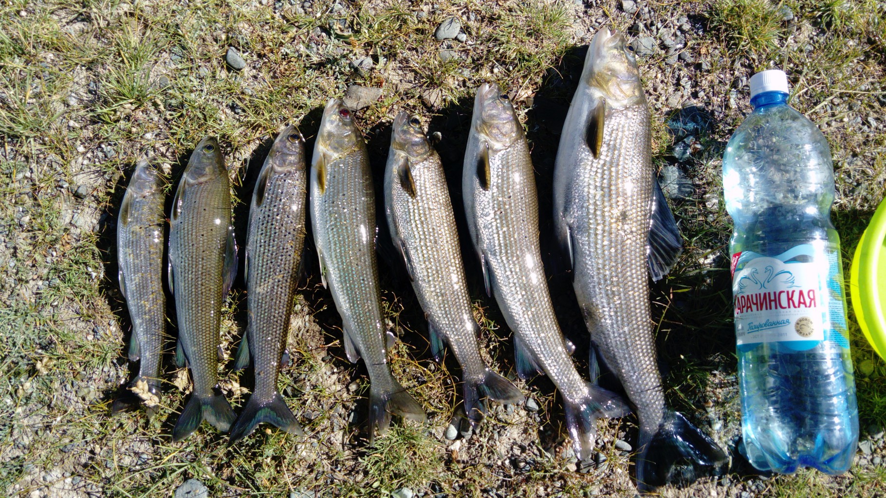 DSC_1855.JPG