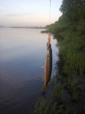 щурёнок.jpg