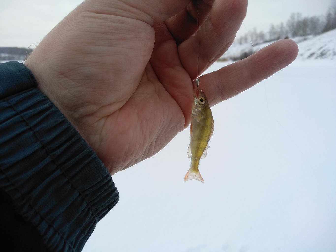 IMG_20191124_153352.jpg