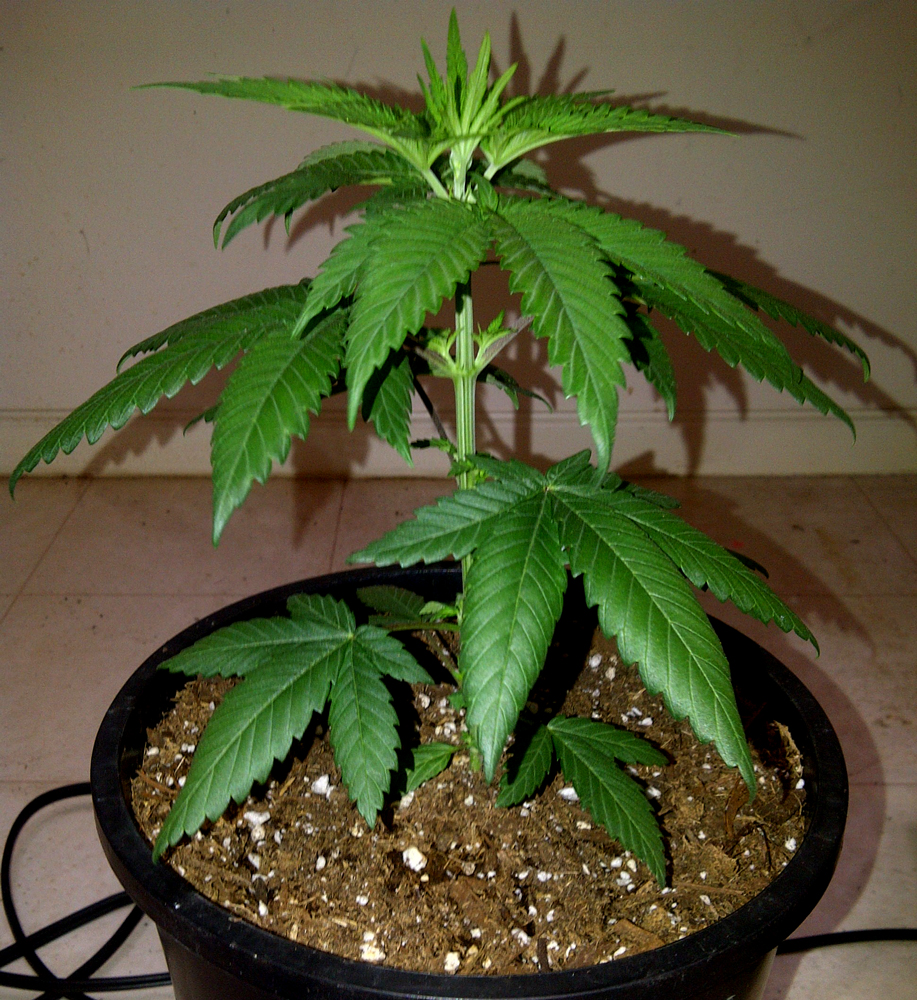healthy-marijuana-plant.jpg