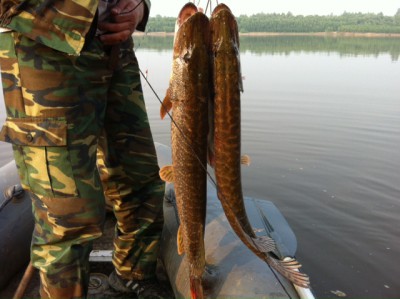 Чулым 23062012_мал.jpg