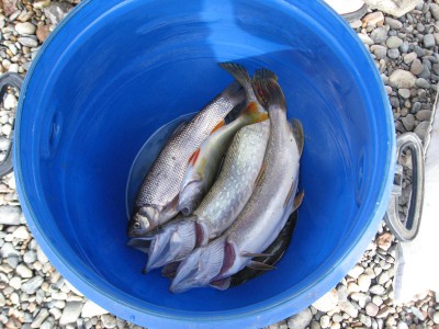 IMG_6985.JPG