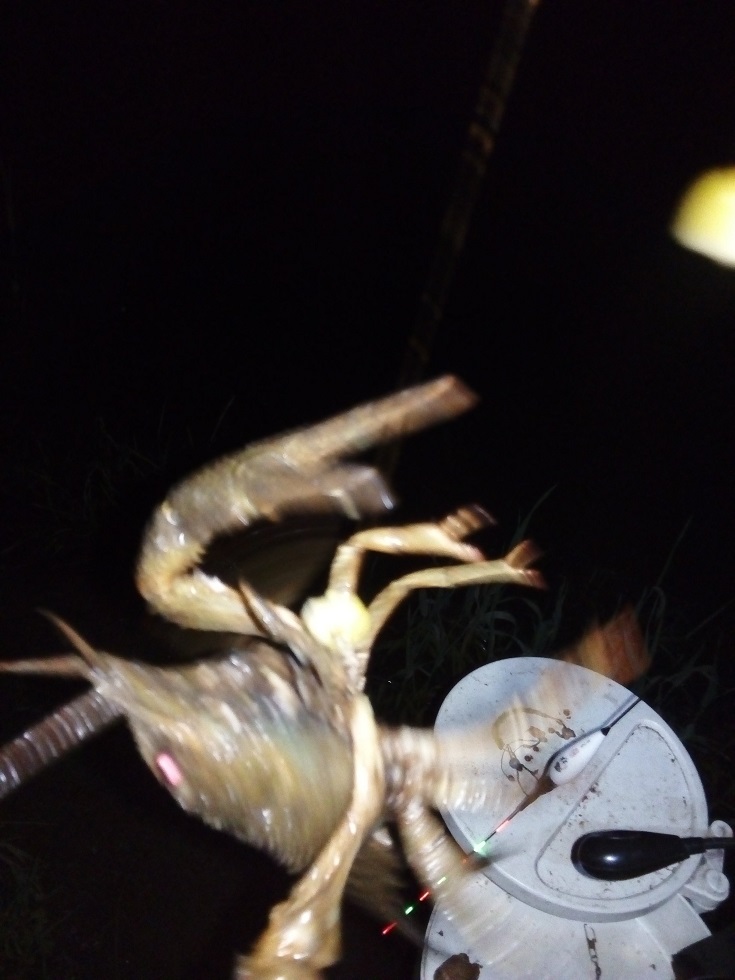 IMG_20200716_234656.jpg