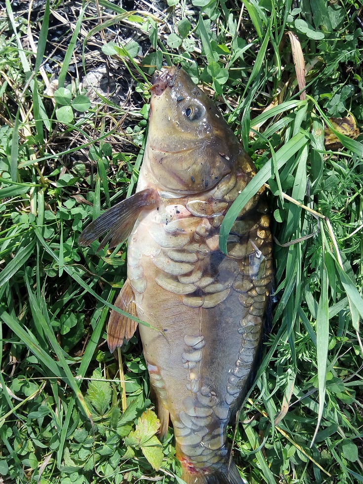 IMG_20200813_120240.jpg