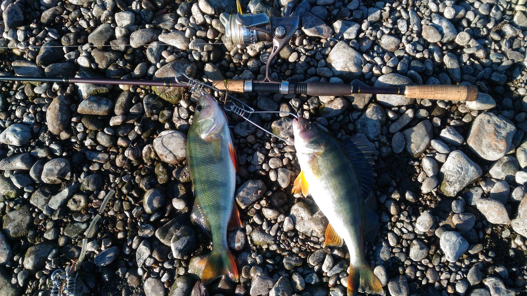P_20200818_075252.jpg
