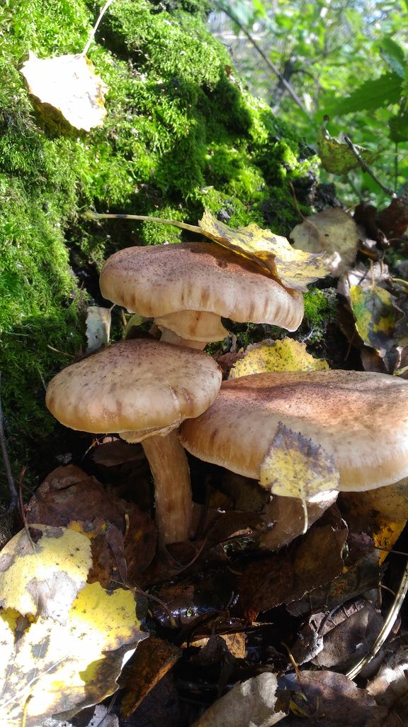 P_20200920_142056.jpg