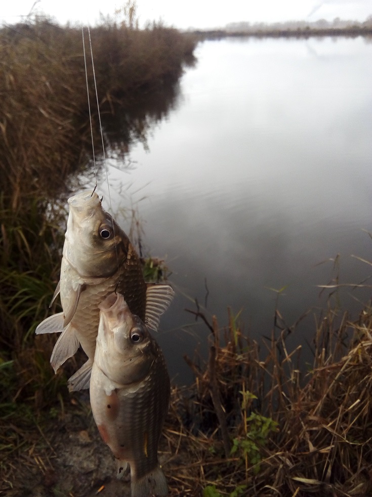 IMG_20201011_114942.jpg
