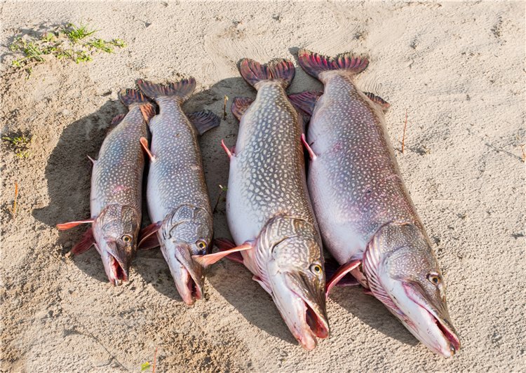 ca2bbc7c1b22.jpg