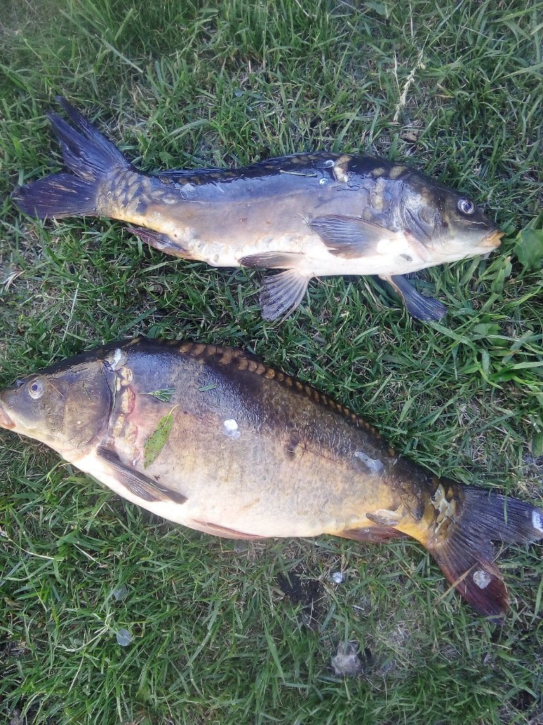 IMG_20220621_180011.jpg