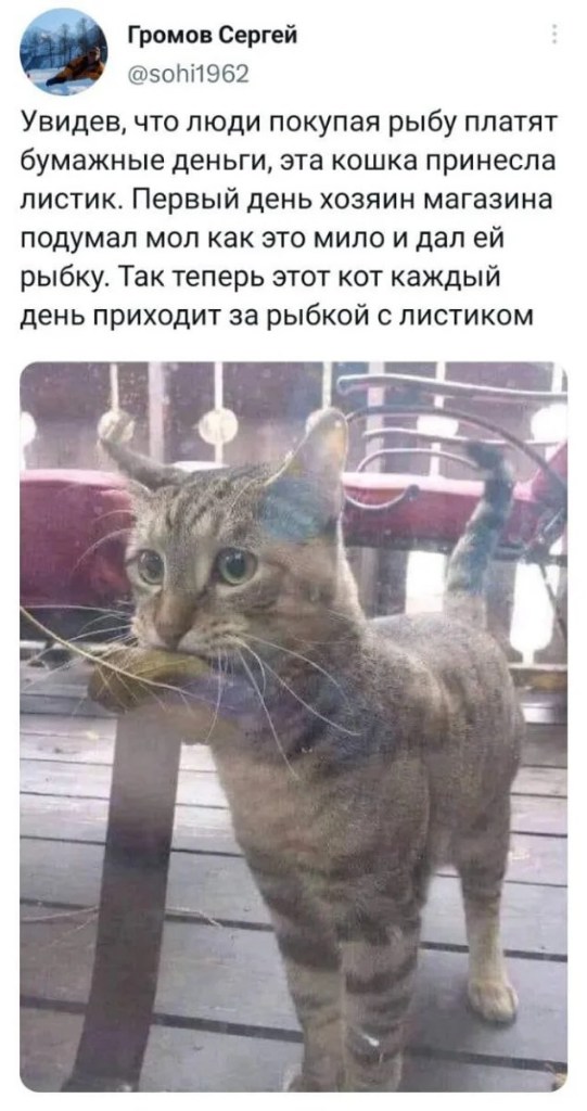 tmp-кот-Image5.jpg