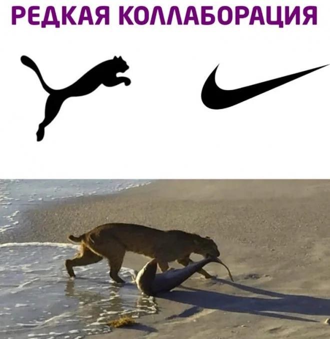 tmpпума1.jpg