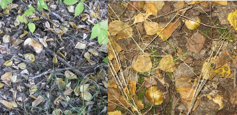 ДНЁМ   И   ВЕЧЕРОМ (со вспышкой).jpg