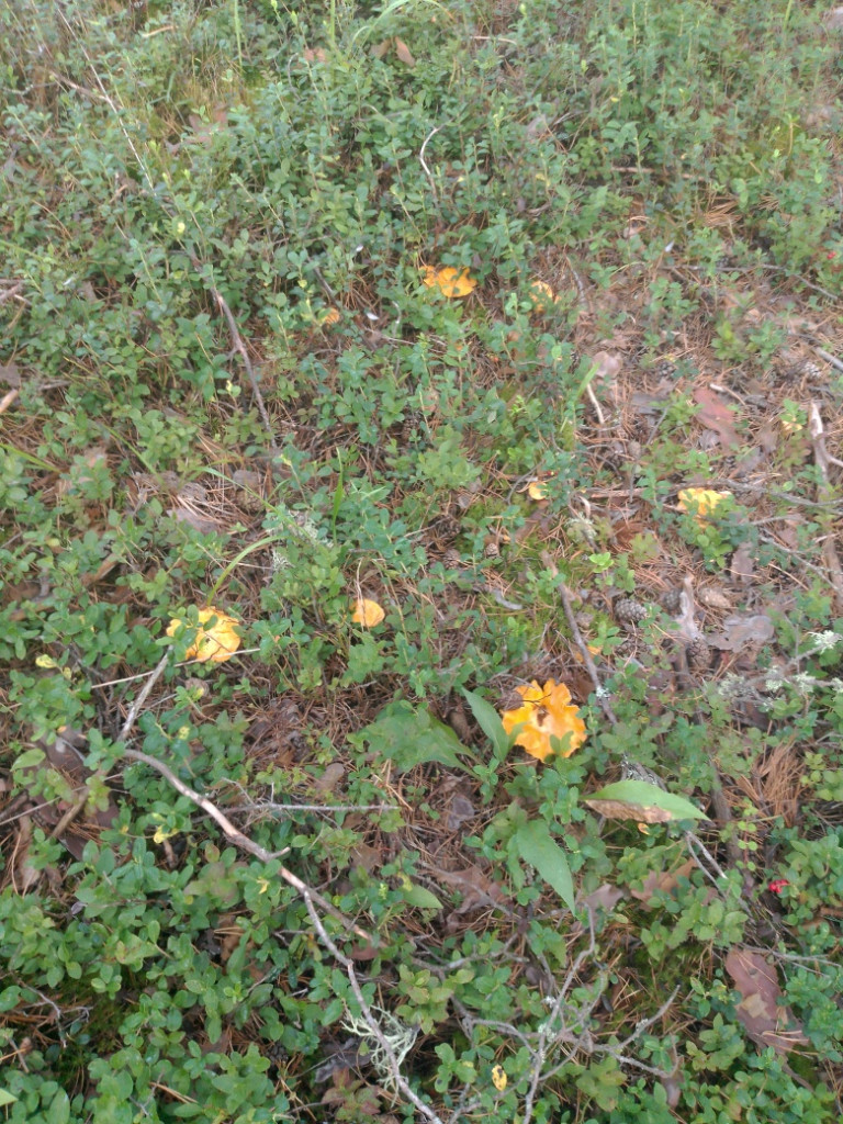 IMG_20240803_072741.jpg