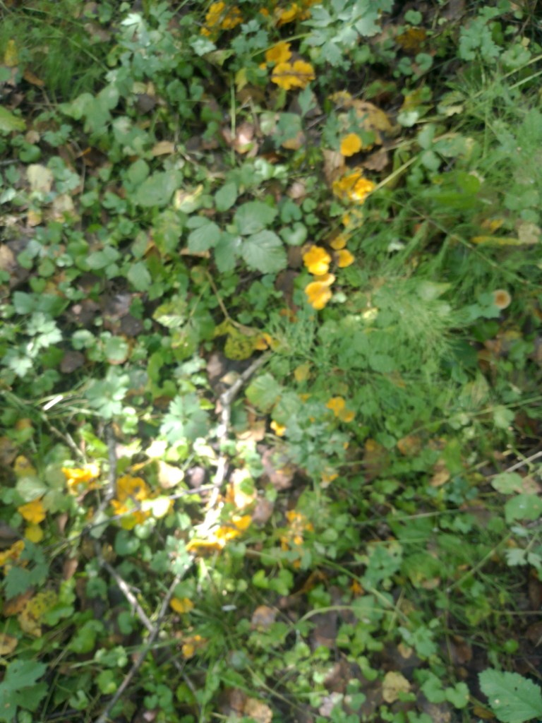 IMG_20240820_124150.jpg